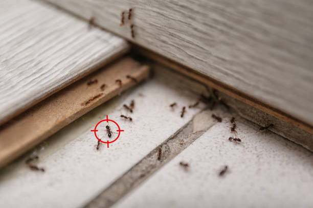 Best Rodent Control Near Me  in Lamar, TX
