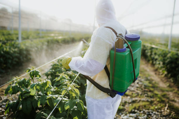 Best Pest Removal Services  in Lamar, TX